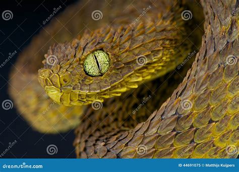 叶子蛇蝎atheris Subocularis 库存图片 图片 包括有 叶子 毒液 野生生物 灌木 44691075