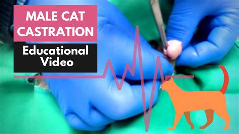 Male Cat Castration Surgery Procedure Neutering Your Cat Youtube