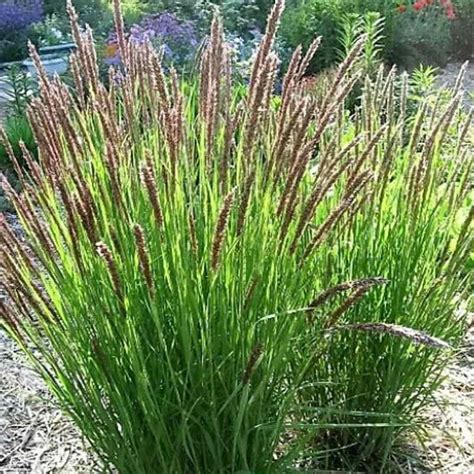 Melic Seed - Melica Altissima Red Spire Ornamental Grass Seed