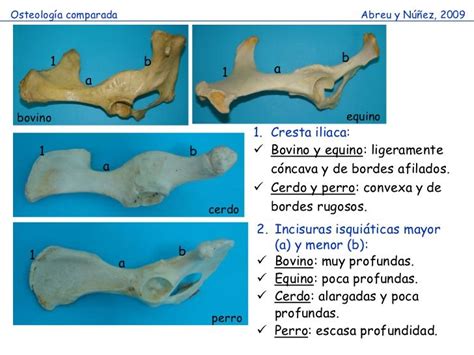 Osteología comparada Abreu y Núñez 2009 1 b Veterinaria y zootecnia