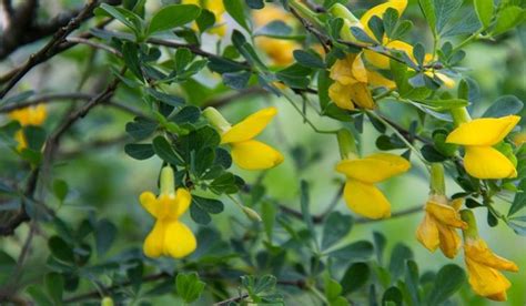 Native Plants Of Mongolia | Native plants, Plants, Mongolia