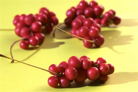 Innate Response: Schizandra: The Magical Five Flavor Berry