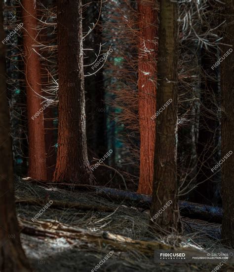 Naked Trees In Forest Thicket Landscape Stock Photo