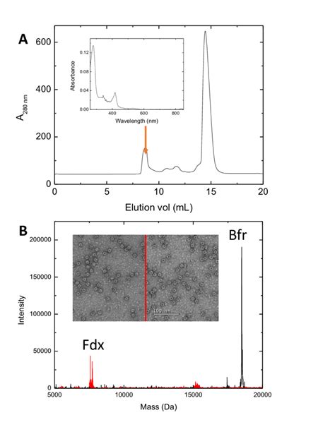 Figure S Size Exclusion Chromatography Of Bfr Encapsulated Fdx Panel