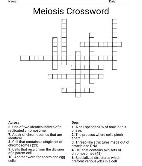 Meiosis Crossword Wordmint