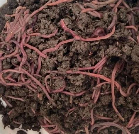 Eisenia Fetida Live Earthworms Vermicompost Fertilizer Loose At Rs