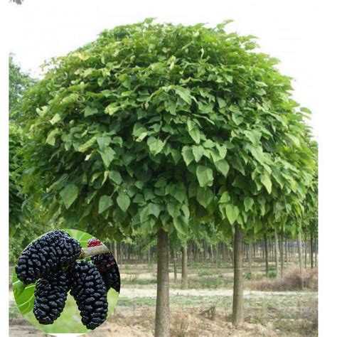 Купить шелковица штамбовая (шаровидная) "смуглянка" | Питомник плодовых ...