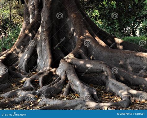 Huge Banyan Tree Ficus Benghalensis In Havana Cuba Royalty Free