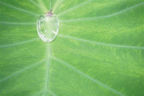 Water drop shape stock image. Image of shape, raindrop - 111896821