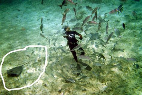 Stingray Beach Cozumel Updated 2019 All You Need To Know Before You