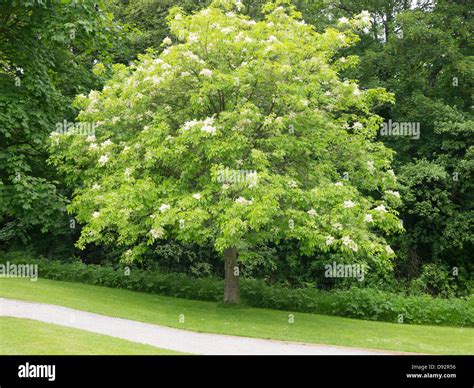 Fraxinus Ornus Banque De Photographies Et Dimages à Haute Résolution