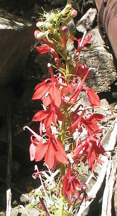 Lobelia | Characteristics, Major Species, & Medicinal Uses | Britannica