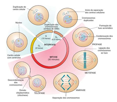 Como Ocorrem Os Processos De Mitose E Meiose Mitose Ciclo Celular E