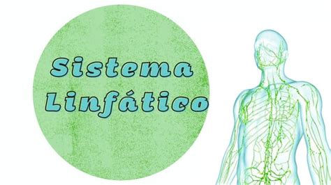 Sistema Linfaticopdf