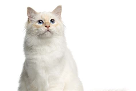 Birman Cat Breed Profile - Cat-World