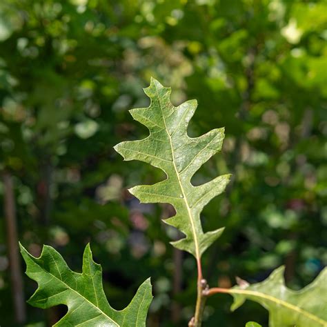 Shop Shumard Oak Tree For Sale Perfect Plants