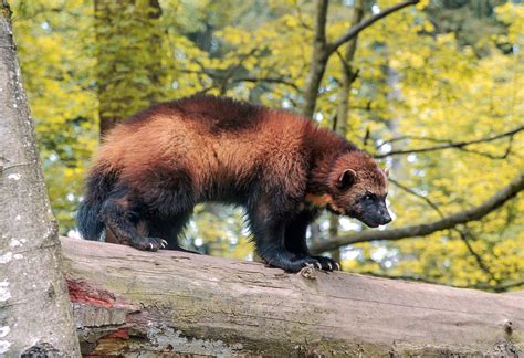 Wolverine Animal Facts and Adaptations - Gulo gulo