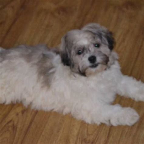 Nonshedding Hypoallergenic Havanese Shih Tzu Puppies For Sale In