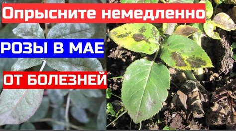 Розы почернели - их можно спасти. Идеальный препарат для опрыскивания ...