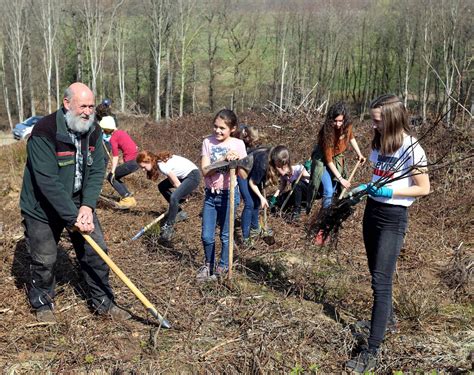 Leverkusener Sch Ler Pflanzen Junge B Ume In Den Wald