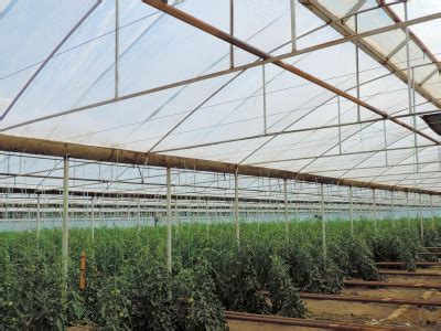 Пленка СВЕТЛИЦА ™ ширина 4 метра (на отрез) для теплиц и парников ...