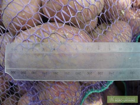 Продам картофель в сетках, купить картофель в сетках, Винницкая обл ...