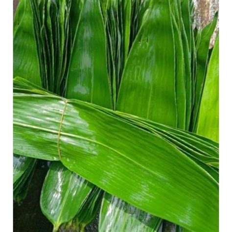 Jual Daun Bambu Lembar Bungkus Bakcang Shopee Indonesia