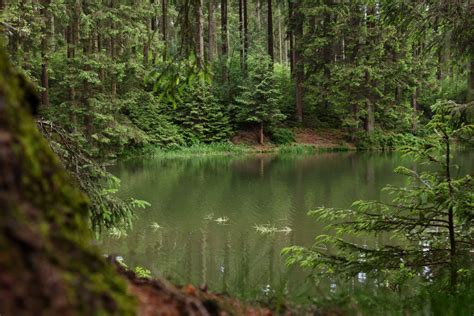 Free Images Tree Creek Swamp Wilderness Leaf Lake River Moss