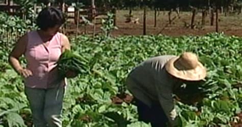 G1 Produtores rurais de Ituiutaba MG têm oportunidade de aumentar