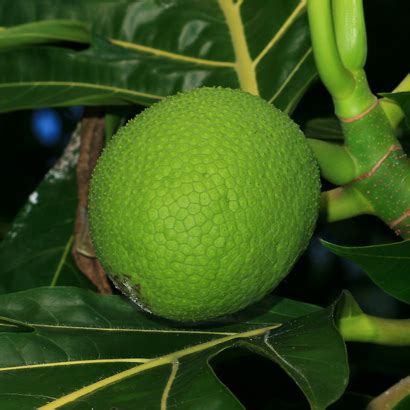 Artocarpus altilis - Breadfruit, 'Ulu - Hawaiian Plants and Tropical ...