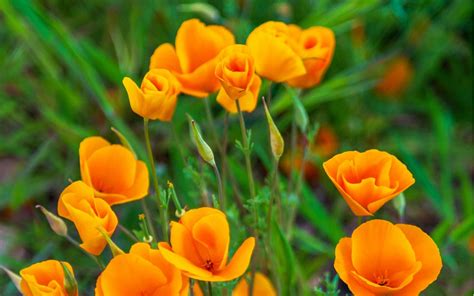 La Amapola De California Una Flor Silvestre Con Car Cter Real