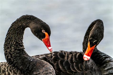 Cierre De Hermosos Cisnes Negros Cygnus Atratus Flotando En El Agua