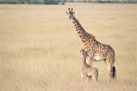 Baby Masai Giraffe