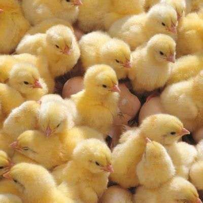 Fidan Arbor Acres Plus Day Old Broilers Carton Hts Farms