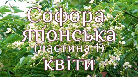 Софора японская: лечебные свойства и противопоказания