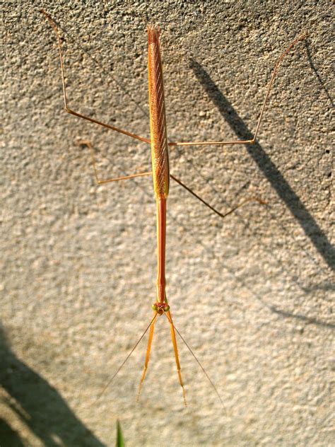 Bug Free Stock Photo - Public Domain Pictures