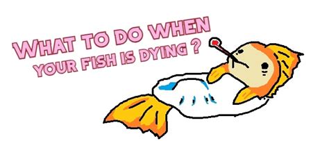 What to Do When Your Pet Fish is Dying? (Tips to Save it) | AquAnswers