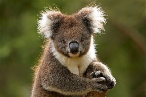 58 best images about Australian Animals on Pinterest | Wombat, Quokka ...