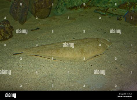 Solea solea fish hi-res stock photography and images - Alamy