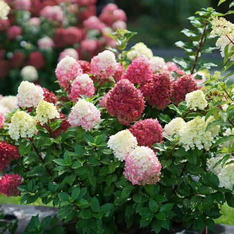 Hydrangea paniculata | White Flower Farm
