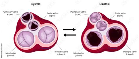 Diagram Of Ventricular Systole And Ventricular Diastole Heart Valves