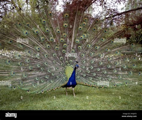 Peacock, Wedding Peacock Stock Photo - Alamy