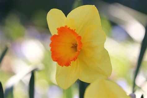 Daffodil Yellow Easter Bell Free Photo On Pixabay Pixabay