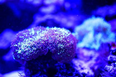 Premium Photo Wonderful And Beautiful Underwater World With Corals