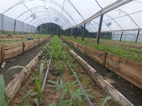 Pm Encontra Grande Planta O De Maconha Cultivada Em Estufa No Litoral