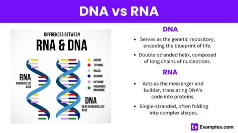 Dna Vs Rna Differences Definitions Structure Types Functions