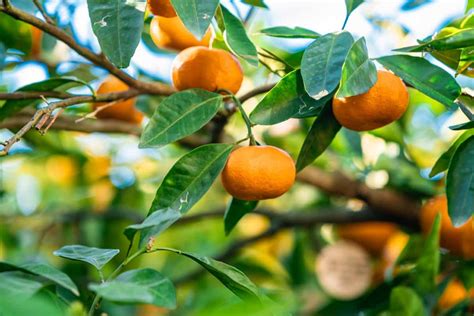 20 Steps To Grow Mandarin Oranges In Season From Seeds Fruit Indoors