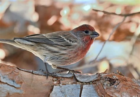 Bird House Finch Wildlife Free Photo On Pixabay Pixabay