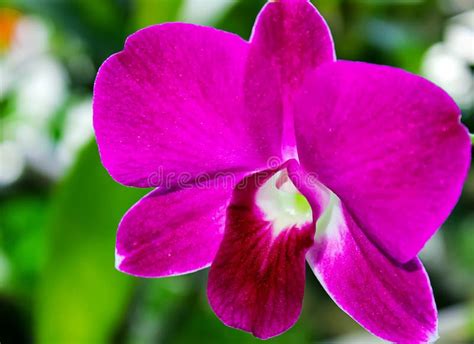 Pink Orchid Flower In The Garden Phalaenopsis Or Moth Dendrobium