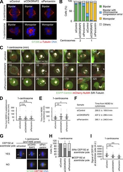 Pericentrin And Cdk5rap2 Are Crucial For Spindle Elongation And Spindle